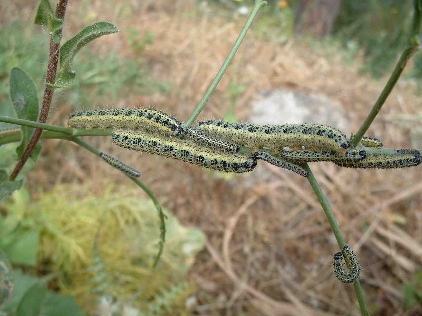 bruchi di Hyles euphorbiae